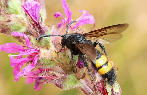 Hairy scoliid wasp - Scolia hirta ♂ | Fotografijos autorius : Gintautas Steiblys | © Macronature.eu | Macro photography web site