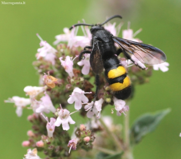 Hairy scoliid wasp - Scolia hirta | Fotografijos autorius : Vytautas Tamutis | © Macronature.eu | Macro photography web site