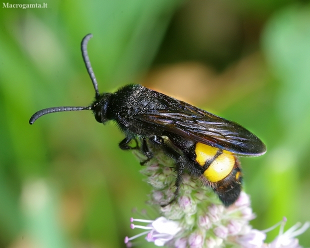 Hairy scoliid wasp - Scolia hirta | Fotografijos autorius : Romas Ferenca | © Macronature.eu | Macro photography web site