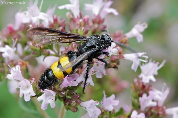 Hairy scoliid wasp - Scolia hirta | Fotografijos autorius : Gintautas Steiblys | © Macronature.eu | Macro photography web site