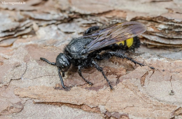 Hairy scoliid wasp - Scolia hirta | Fotografijos autorius : Kazimieras Martinaitis | © Macronature.eu | Macro photography web site