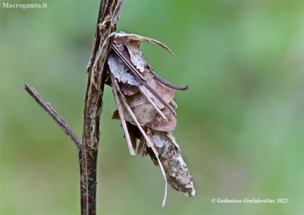 Hairy sweep - Canephora hirsuta, caterpillar bag  | Fotografijos autorius : Gediminas Gražulevičius | © Macronature.eu | Macro photography web site