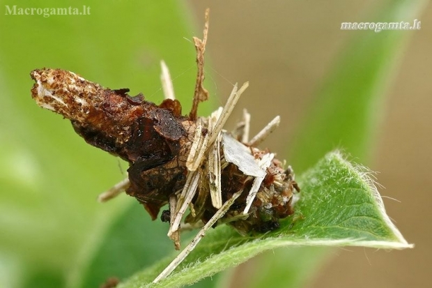 Juodasis maišuotis - Canephora hirsuta, vikšro namelis | Fotografijos autorius : Gintautas Steiblys | © Macronature.eu | Macro photography web site