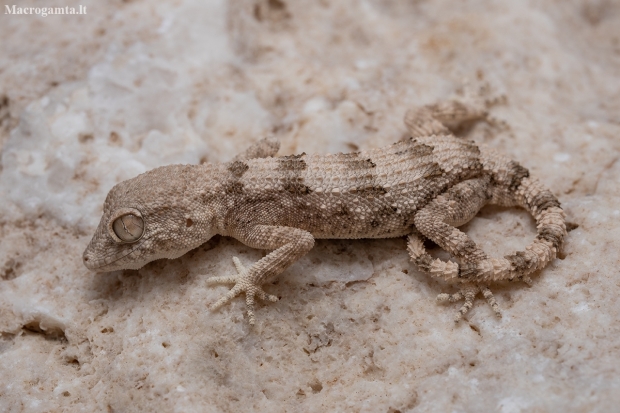 Hajar Tuberculated Gecko - Trachydactylus hajarensis | Fotografijos autorius : Žilvinas Pūtys | © Macronature.eu | Macro photography web site