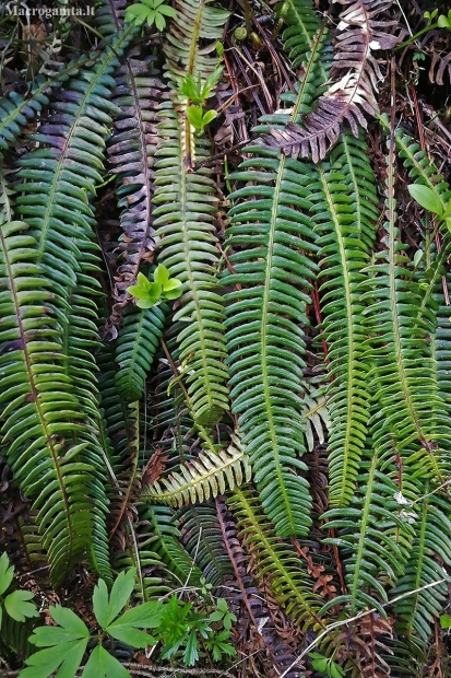 Hard fern - Struthiopteris spicant | Fotografijos autorius : Gintautas Steiblys | © Macronature.eu | Macro photography web site