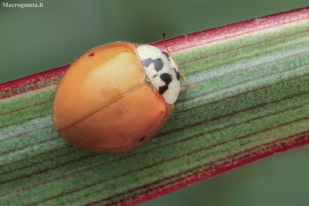 Harlequin Ladybird - Harmonia axyridis | Fotografijos autorius : Gintautas Steiblys | © Macronature.eu | Macro photography web site