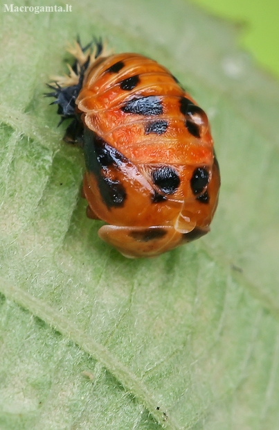 Harlequin ladybird - Harmonia axyridis, pupa | Fotografijos autorius : Gintautas Steiblys | © Macronature.eu | Macro photography web site