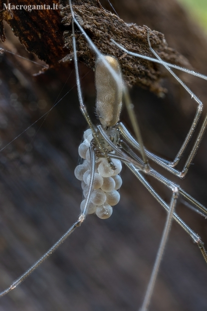 Harvestman Cellar Spider - Pholcus opilionoides ♀ | Fotografijos autorius : Žilvinas Pūtys | © Macrogamta.lt | Šis tinklapis priklauso bendruomenei kuri domisi makro fotografija ir fotografuoja gyvąjį makro pasaulį.