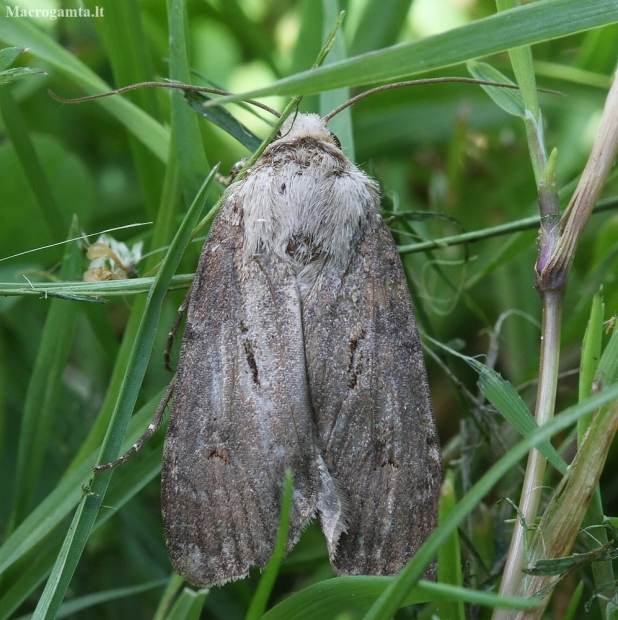 Heart and Dart - Agrotis exclamationis | Fotografijos autorius : Vytautas Gluoksnis | © Macronature.eu | Macro photography web site