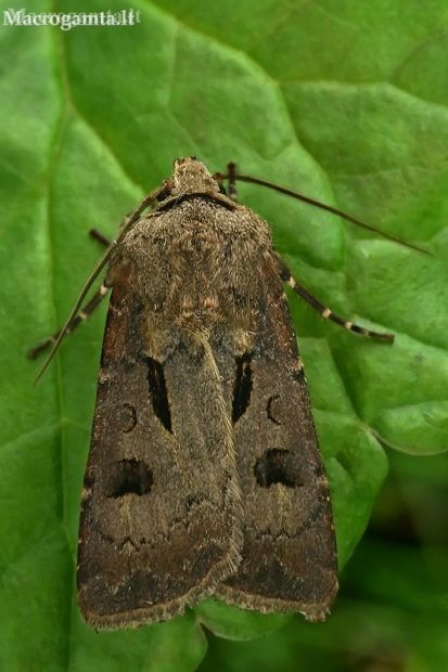 Heart and Dart - Agrotis exclamationis | Fotografijos autorius : Gintautas Steiblys | © Macronature.eu | Macro photography web site