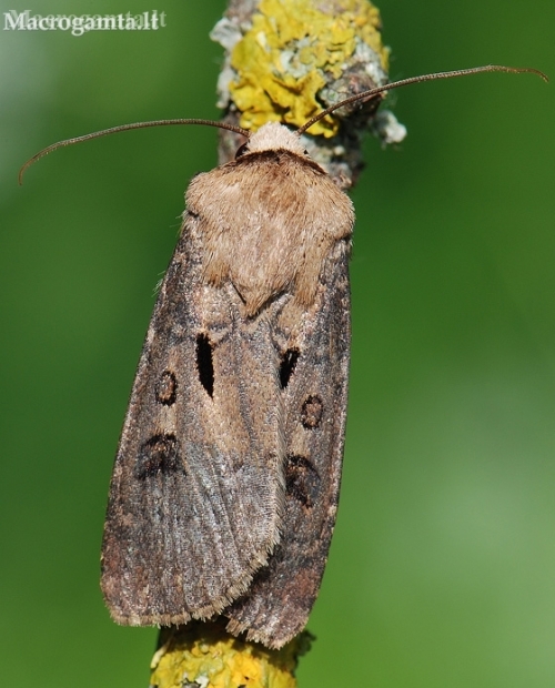 Heart and Dart - Agrotis exclamationis | Fotografijos autorius : Arūnas Eismantas | © Macronature.eu | Macro photography web site