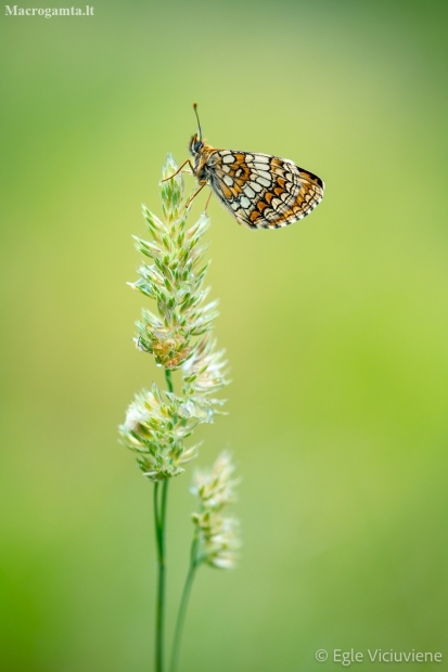 Heath fritillary - Melitaea athalia  | Fotografijos autorius : Eglė Vičiuvienė | © Macronature.eu | Macro photography web site