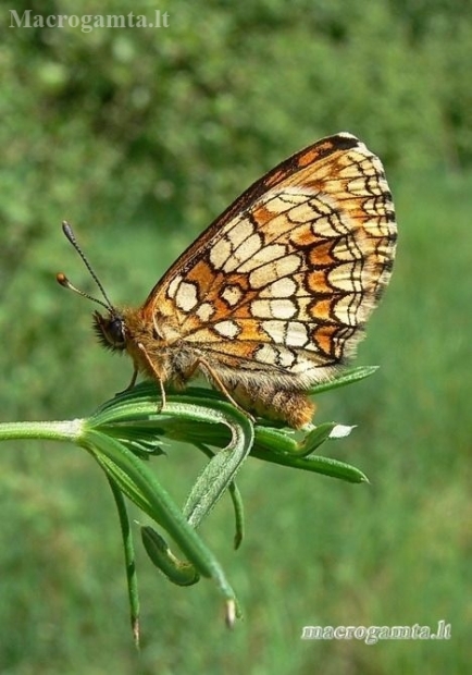 Paprastoji šaškytė - Melitaea athalia | Fotografijos autorius : Deividas Makavičius | © Macronature.eu | Macro photography web site