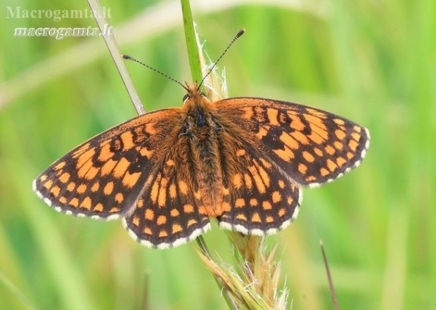 Heath fritillary - Melitaea athalia | Fotografijos autorius : Gediminas Gražulevičius | © Macronature.eu | Macro photography web site