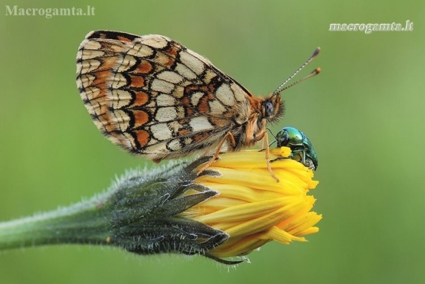 Heath fritillary - Melitaea athalia | Fotografijos autorius : Arūnas Eismantas | © Macronature.eu | Macro photography web site
