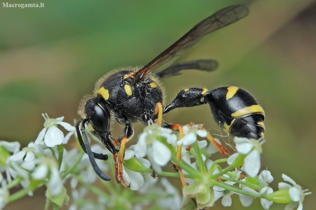 Heath potter wasp - Eumenes coarctatus ♀ | Fotografijos autorius : Gintautas Steiblys | © Macrogamta.lt | Šis tinklapis priklauso bendruomenei kuri domisi makro fotografija ir fotografuoja gyvąjį makro pasaulį.