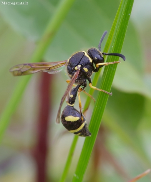 Heath potter wasp - Eumenes coarctatus | Fotografijos autorius : Romas Ferenca | © Macronature.eu | Macro photography web site