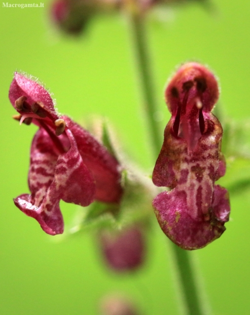 Hedge Woundwort - Stachys sylvatica | Fotografijos autorius : Ramunė Vakarė | © Macronature.eu | Macro photography web site