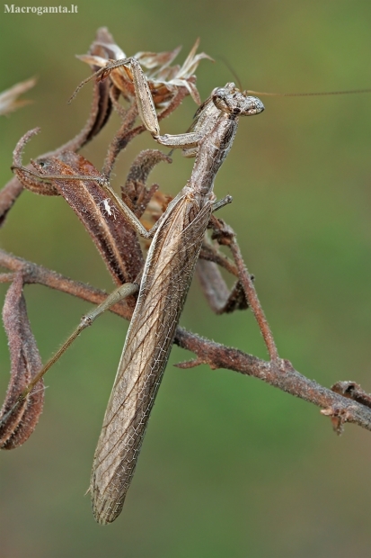 Heldreich's dwarf mantis - Ameles heldreichi | Fotografijos autorius : Gintautas Steiblys | © Macronature.eu | Macro photography web site