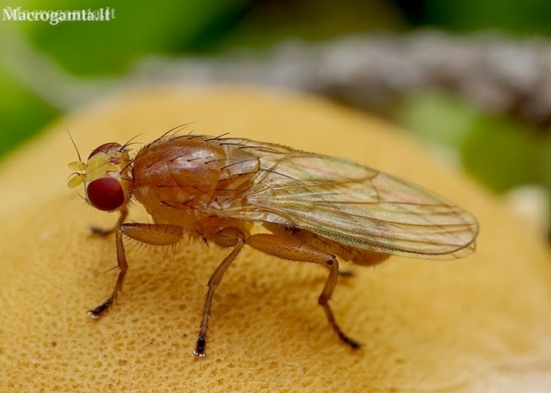 Heleomyzid fly - Suillia sp.  | Fotografijos autorius : Romas Ferenca | © Macrogamta.lt | Šis tinklapis priklauso bendruomenei kuri domisi makro fotografija ir fotografuoja gyvąjį makro pasaulį.