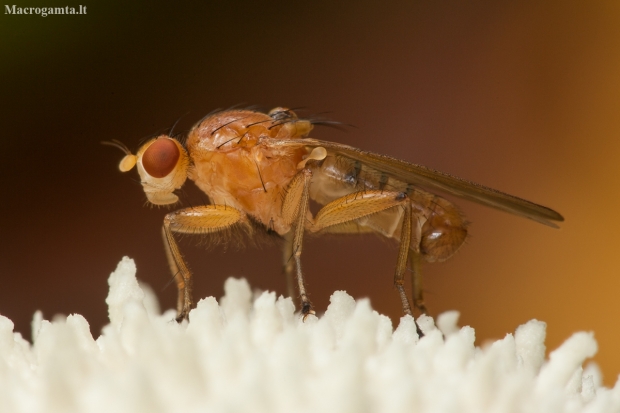 Heleomyzid fly - Suillia sp. | Fotografijos autorius : Žilvinas Pūtys | © Macronature.eu | Macro photography web site