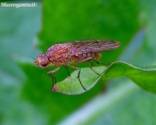 Heleomyzid fly - Suillia sp. | Fotografijos autorius : Romas Ferenca | © Macrogamta.lt | Šis tinklapis priklauso bendruomenei kuri domisi makro fotografija ir fotografuoja gyvąjį makro pasaulį.