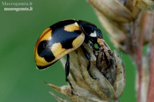 Hieroglyphic Ladybird - Coccinella hieroglyphica  | Fotografijos autorius : Gintautas Steiblys | © Macronature.eu | Macro photography web site