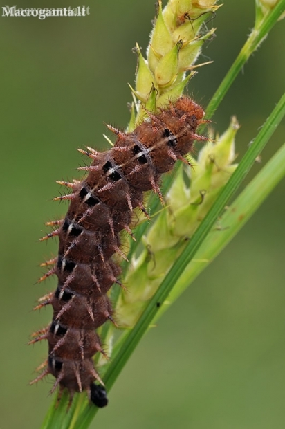High brown fritillary - Argynnis adippe, caterpillar | Fotografijos autorius : Gintautas Steiblys | © Macronature.eu | Macro photography web site