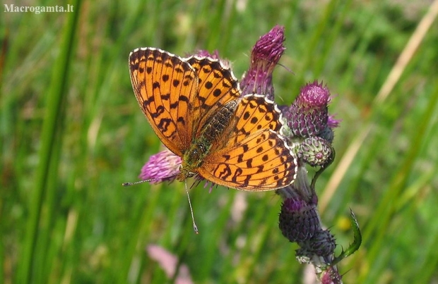 High brown fritillary - Argynnis adippe | Fotografijos autorius : Vytautas Uselis | © Macronature.eu | Macro photography web site