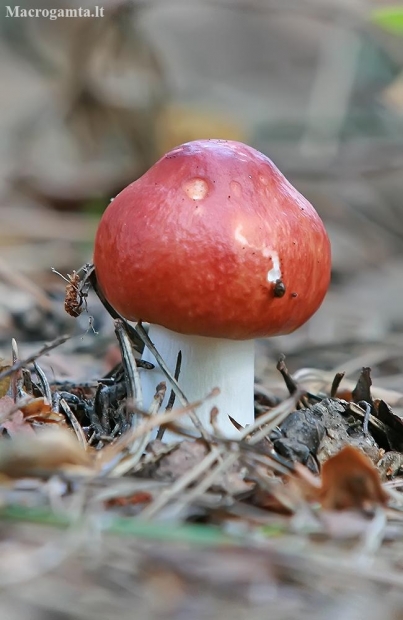 Hintapink - Russula cf. paludosa | Fotografijos autorius : Gintautas Steiblys | © Macronature.eu | Macro photography web site