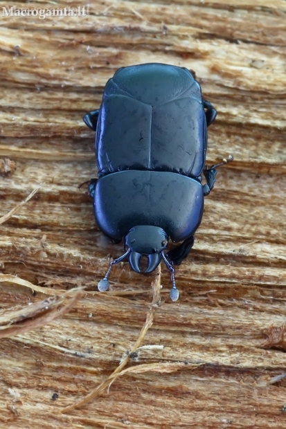 Clown beetle - Hololepta plana | Fotografijos autorius : Gintautas Steiblys | © Macronature.eu | Macro photography web site