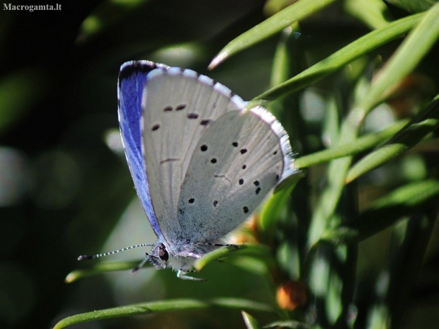 Holly Blue - Celastrina argiolus | Fotografijos autorius : Vidas Brazauskas | © Macronature.eu | Macro photography web site