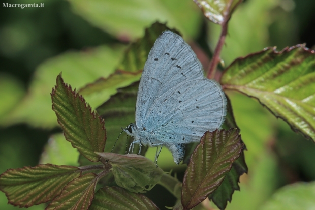 Holly Blue - Celastrina argiolus | Fotografijos autorius : Gintautas Steiblys | © Macronature.eu | Macro photography web site