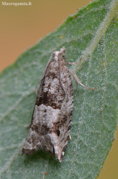 Holly Tortrix - Rhopobota naevana | Fotografijos autorius : Arūnas Eismantas | © Macronature.eu | Macro photography web site