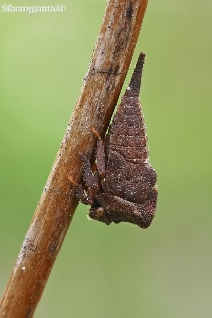 Horned Treehopper - Centrotus cornutus, nymph | Fotografijos autorius : Gintautas Steiblys | © Macronature.eu | Macro photography web site