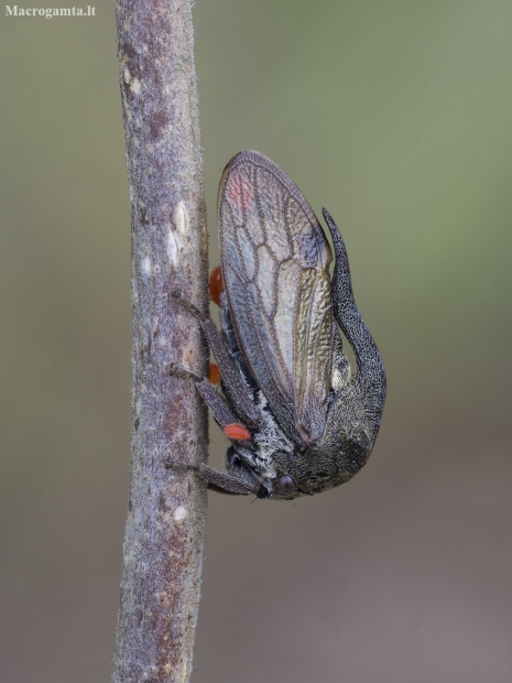 Horned Treehopper - Centrotus cornutus | Fotografijos autorius : Giedrius Markevičius | © Macronature.eu | Macro photography web site