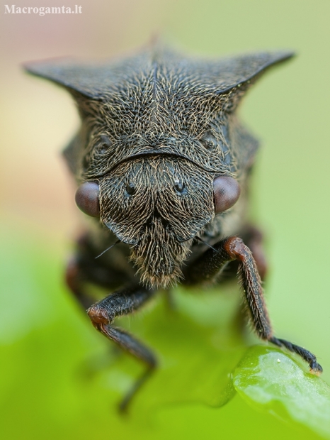 Horned Treehopper - Centrotus cornutus | Fotografijos autorius : Žilvinas Pūtys | © Macronature.eu | Macro photography web site