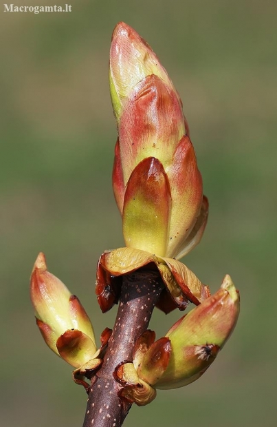 Horse chestnut (Aesculus hippocastanum) leaf buds | Fotografijos autorius : Gintautas Steiblys | © Macronature.eu | Macro photography web site