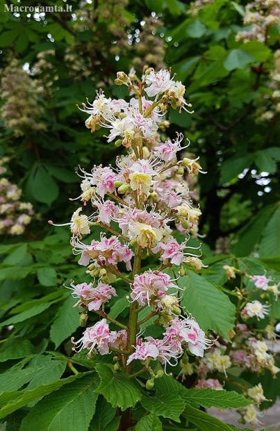 Horse chestnut - Aesculus hippocastanum | Fotografijos autorius : Gintautas Steiblys | © Macronature.eu | Macro photography web site