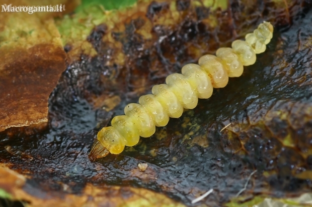 Horse-chestnut leafminer - Cameraria ohridella, caterpillar | Fotografijos autorius : Gintautas Steiblys | © Macronature.eu | Macro photography web site