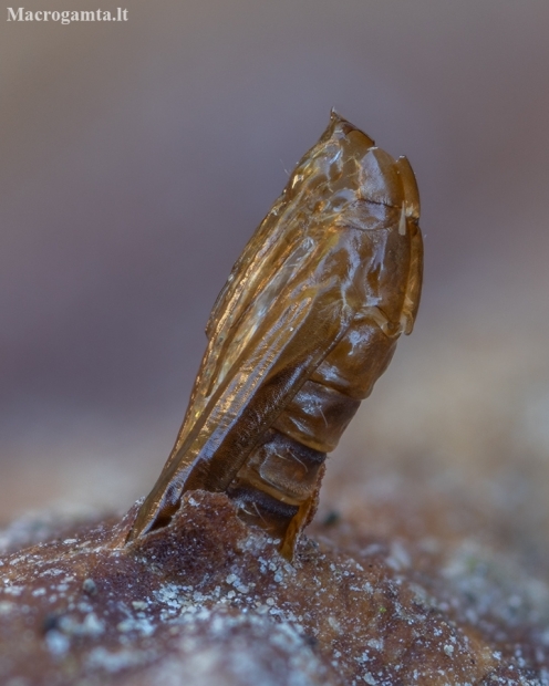 Kaštoninė keršakandė - Cameraria ohridella, lėliukės išnara | Fotografijos autorius : Žilvinas Pūtys | © Macronature.eu | Macro photography web site