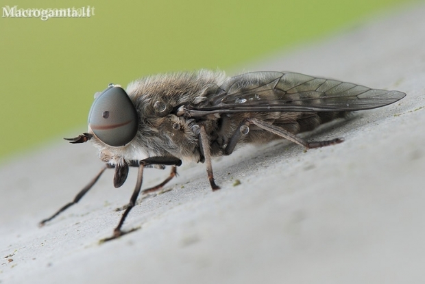 Sparva - Tabanidae sp. | Fotografijos autorius : Arūnas Eismantas | © Macronature.eu | Macro photography web site