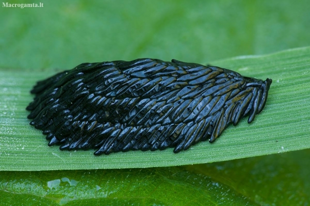 Horsefly - Tabanidae, eggs | Fotografijos autorius : Žilvinas Pūtys | © Macronature.eu | Macro photography web site