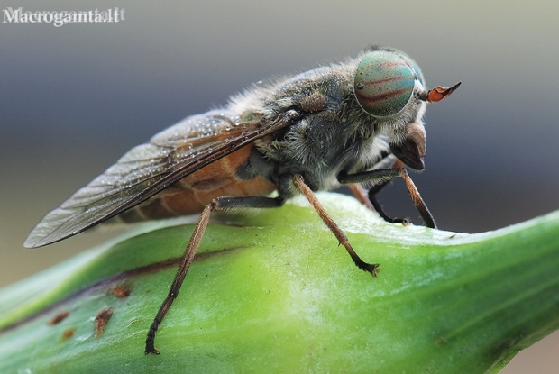 Horsefly - Tabanidae | Fotografijos autorius : Arūnas Eismantas | © Macronature.eu | Macro photography web site