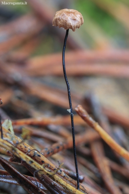 Horsehair fungus - Gymnopus androsaceus | Fotografijos autorius : Gintautas Steiblys | © Macronature.eu | Macro photography web site