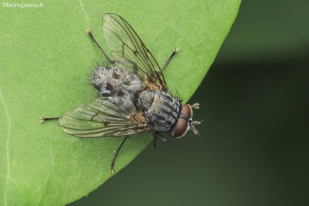 House Fly - Helina evecta | Fotografijos autorius : Gintautas Steiblys | © Macronature.eu | Macro photography web site