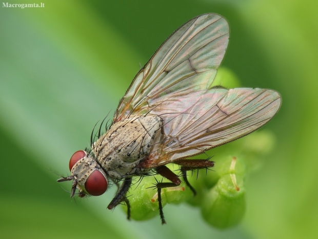 House fly - Helina sp. | Fotografijos autorius : Vidas Brazauskas | © Macronature.eu | Macro photography web site