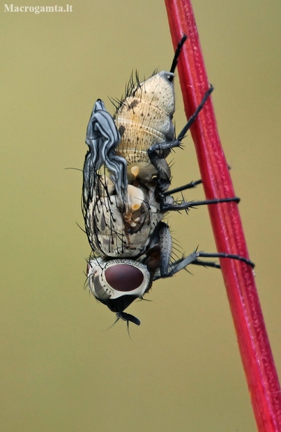 House fly - Helina sp. | Fotografijos autorius : Gintautas Steiblys | © Macronature.eu | Macro photography web site