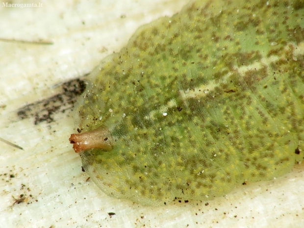 Hover Fly - Syrphidae (larva) | Fotografijos autorius : Vidas Brazauskas | © Macronature.eu | Macro photography web site