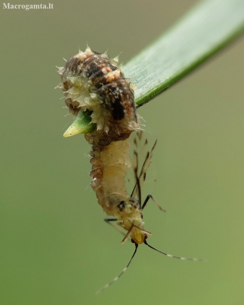 Hover fly - Syrphidae (larva) | Fotografijos autorius : Vidas Brazauskas | © Macronature.eu | Macro photography web site